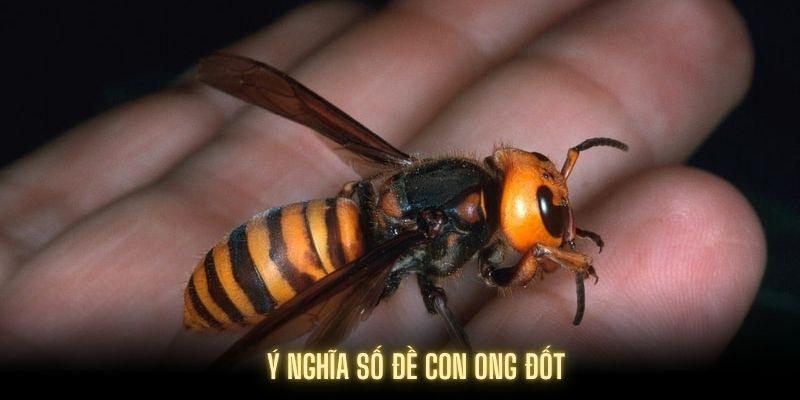 Giải mã ý nghĩa số đề con ong đốt