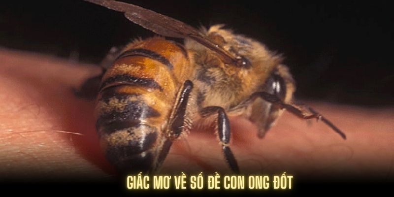 Nằm mơ thấy ong đốt vào mặt